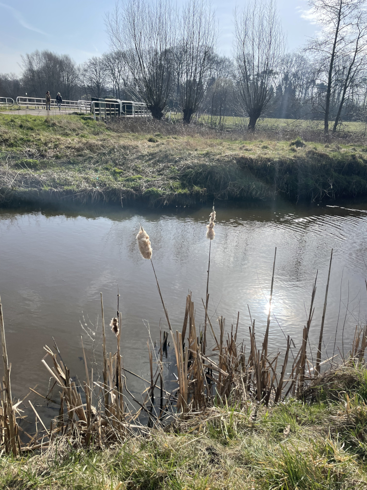 Riet 1