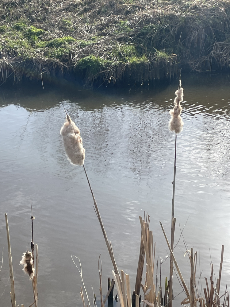 Riet 2