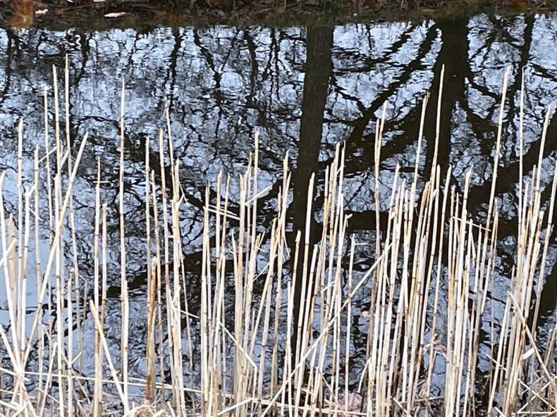 Riet 3
