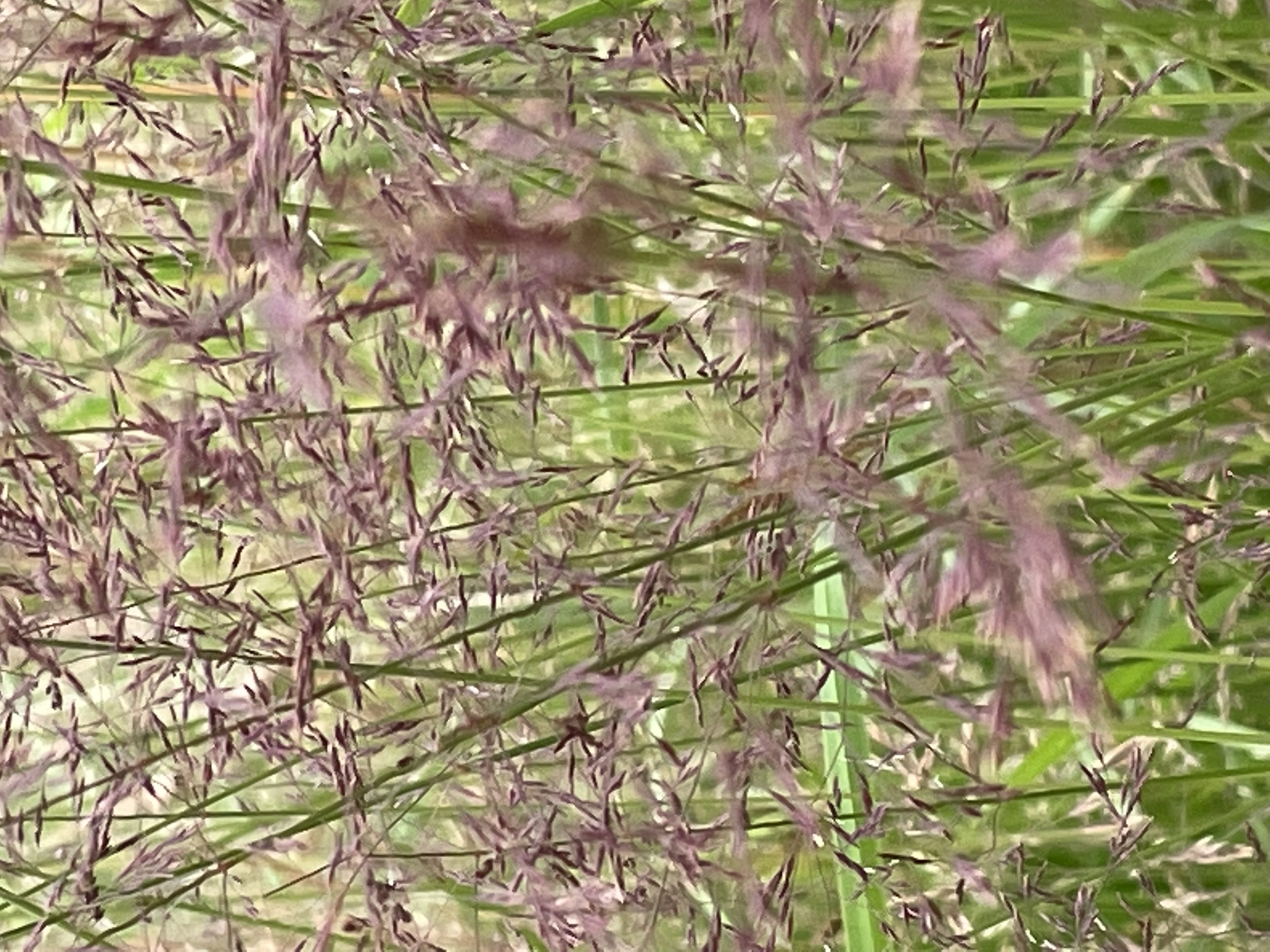 Graspluimen